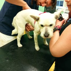 Lady na veterině