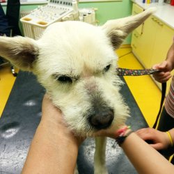 Lady na veterině
