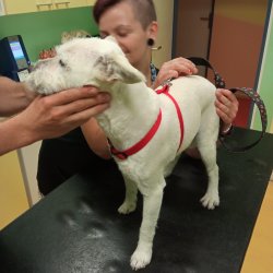 Lady na veterině