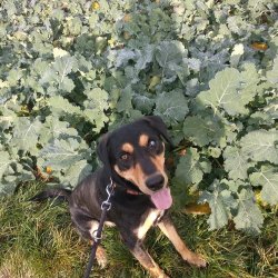 Aaronek v dočasce, již pod záštitou Voříškova