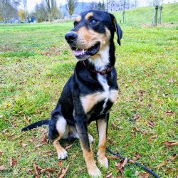 Aaronek v dočasce, již pod záštitou Voříškova