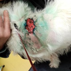 Jaruška na veterině