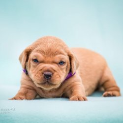 Darwin při přijetí do útulku Voříškov