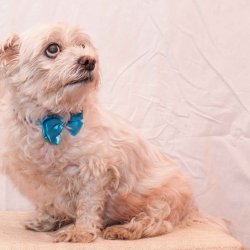 Etynčino focení pro inzerci k adopci