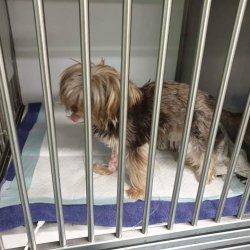 Miňonka na hospitalizace