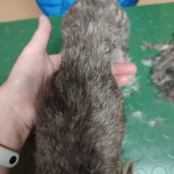 Podvyživené tělíčko malé jorkšíří slečny