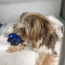 Miňonka na veterině