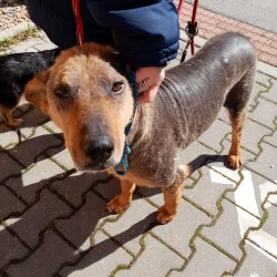 Jack s kožními problémy