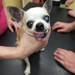Fifinka a veterině