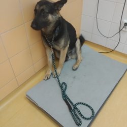 Bojar na veterině dne 4.5.2020