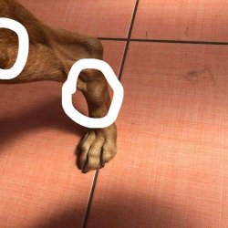 Nádorové změny na končetině