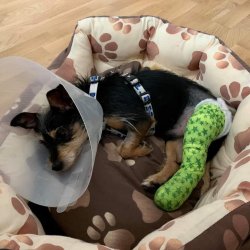 Quido po operaci stehenní kosti