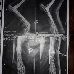 RTG zadní končetiny