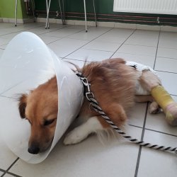 Dasty usínající před RTG vyšetřením