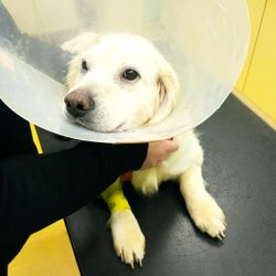 Matýsek na veterině