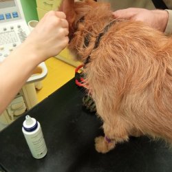 Beník při čištění uší