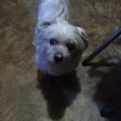 Ettynka z Voříškova