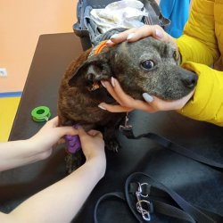 Březinka na veterině