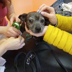 Březinka na veterině