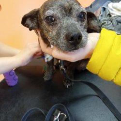 Březinka na veterině