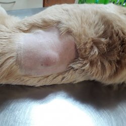 Klea na veterině