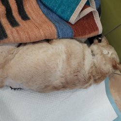 Klea na veterině