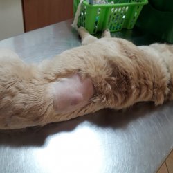 Klea na veterině